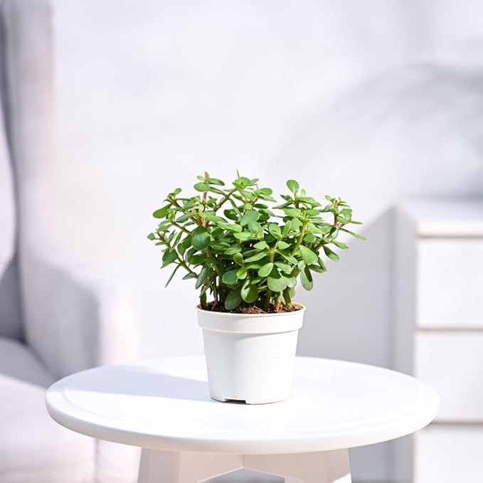 Ugaoo Good Luck Jade Live Plant With Grow Pot