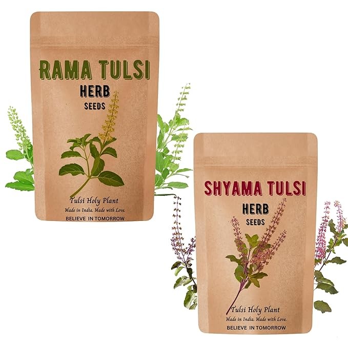 Rama & Shyama Tulsi Seeds for Planting | Tulsi Holi Plant Seeds for Gardening | Indian Tulsi Plant Seeds for Home Gardening & Planting Pack of 2